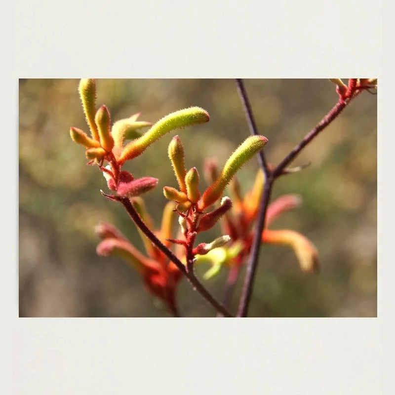Photographic prints for sale to decorate any space by Adelaide Artist Avril Thomas