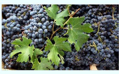 Vineyard, Winemaking, Wine, and Wine region images