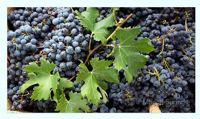 Vineyard, Winemaking, Wine, and Wine region images