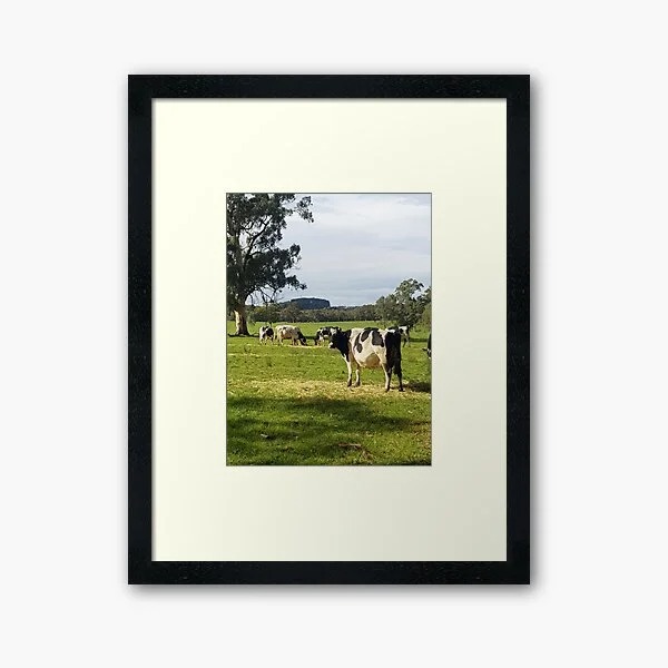 Framed Print of a Country scene on the Fleurieu Peninsula with cows photographic image by Avril Thomas 