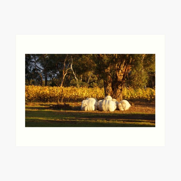 Art for sale, art prints for sale, Adelaide Artist, Wall decoration, decorating ideas, Adelaide Art Gallery, Adelaide artist, Adelaide photographer, Adelaide photography, Adelaide portrait artist, Archibald, Art, Art Adelaide, art for sale Adelaide, Art for sale Darwin, Art for Sale Melbourne, Art For Sale South Australia, Art for Sale Sydney, Art Gallery, Art Gallery near Adelaide, Art Gallery near Aldgate, Art Gallery near Victor Harbor, Art Gallery South of Adelaide, Art Prints, Art shop, Art shop Adelaide, art south Australia, Artist near Adelaide, Artist near me, Artist near Victor Harbor, Artist Studio, Australian portrait artist, Avril Thomas, Decorator, drawing, drawings, Exhibition Adelaide, Exhibition South Australia, Fine Art Prints, Framed Wall Art, gift ideas, Gift Shop, gift shop Adelaide, Gift Shop online, gifts, handmade Portraits, Magpie Springs, Magpie Springs Art Gallery, Oil Painting, Online Art Gallery, Online art shop, Original Art Adelaide, paintings, Photographic Prints, Portrait Artist Adelaide, Portrait Artist Australia, Portrait Artist South Australia, portraits, prints for sale, Prints for sale Adelaide, South Australian Art Gallery, south Australian artist, South Australian Art, Wall Art shops, home décor, Adelaide Artist you should know, Art for Sale online, Avril Thomas, Magpie Springs images, Prints of paintings, Adelaide Hills Wine Region, Fleurieu Peninsula,