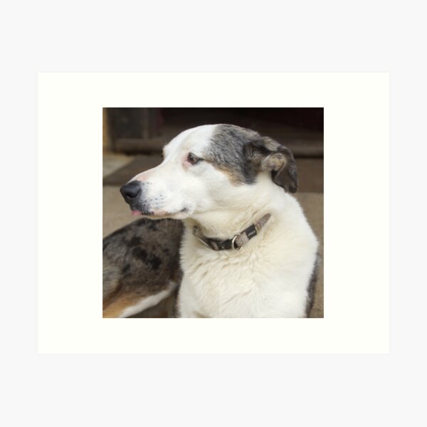 Affordable art for home, affordable art for walls, affordable art for living room affordable art for sale, affordable art for bathroom, affordable artwork for home, affordable artwork for apartment, reasonably priced art, reasonably priced wall art, where to buy reasonably priced artwork, Australian artists art for sale, Australian artist prints for sale, where to buy art from artists, where to buy art online Australia, Australian art for sale online, Adelaide Hills Wine Region, Vineyard, Koolie, Vineyard dog, Avril Thomas, Magpie Springs, Fleurieu peninsula art, Cellar door dog,