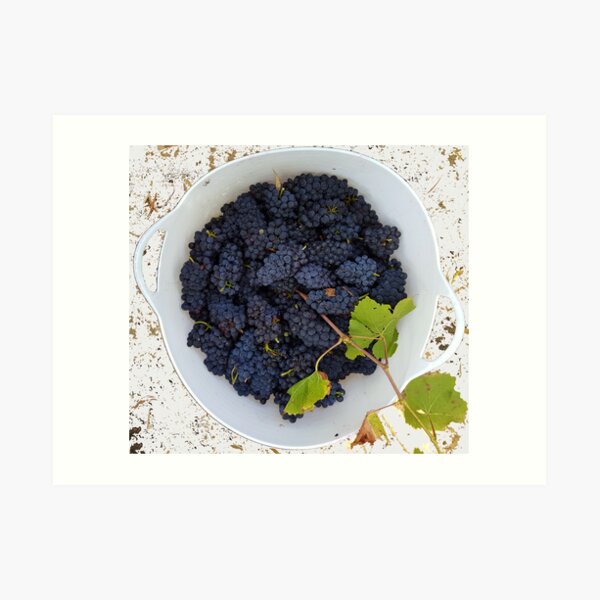 Adelaide Art for Sale, Art for sale, art prints for sale,  Adelaide Artist, Wall decoration, decorating ideas, Adelaide Art Gallery, Adelaide artist, Adelaide photographer, Adelaide photography, Adelaide portrait artist, Archibald, Art, Art Adelaide, art for sale Adelaide, Art for sale Darwin, Art for Sale Melbourne, Art For Sale South Australia, Art for Sale Sydney, Art Gallery, Art Gallery near Adelaide, Art Gallery near Aldgate, Art Gallery near Victor Harbor, Art Gallery South of Adelaide, Art Prints, Art shop, Art shop Adelaide, art south Australia, Artist near Adelaide, Artist near me, Artist near Victor Harbor, Artist Studio, Australian portrait artist, Avril Thomas, Decorator, drawing, drawings, Exhibition Adelaide, Exhibition South Australia, Fine Art Prints, Framed Wall Art, gift ideas, Gift Shop, gift shop Adelaide, Gift Shop online, gifts, handmade Portraits, Magpie Springs, Magpie Springs Art Gallery, Oil Painting, Online Art Gallery, Online art shop, Original Art Adelaide, paintings, Photographic Prints, Portrait Artist Adelaide, Portrait Artist Australia, Portrait Artist South Australia, portraits, prints for sale, Prints for sale Adelaide, South Australian Art Gallery, south Australian artist, South Australian Art, Wall Art shops, home décor, Adelaide Artist you should know, Art for Sale online, Avril Thomas, Magpie Springs images, Prints of paintings, Adelaide Hills Wine Region, Art Print for sale, Fleurieu Peninsula, see south Australia, visit South Australia, Wine Region, Wine industry,