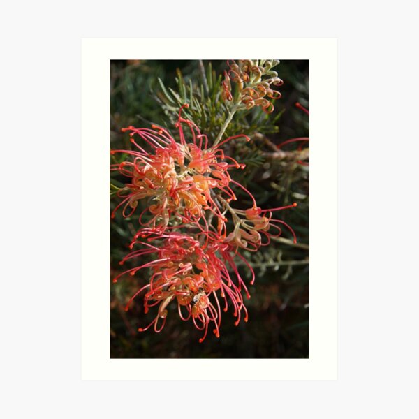 Affordable art for home, affordable art for walls, affordable art for living room affordable art for sale, affordable art for bathroom, affordable artwork for home, affordable artwork for apartment, reasonably priced art, reasonably priced wall art, where to buy reasonably priced artwork, Australian artists art for sale, Australian artist prints for sale, where to buy art from artists, where to buy art online Australia, Australian art for sale online, Adelaide Hills Wine Region, Avril Thomas, Magpie Springs, Fleurieu peninsula art, floral art, Australian Native flora, Australian native flower art,