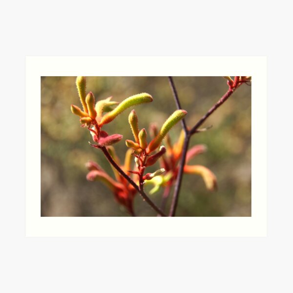 Original art for sale Adelaide, Adelaide art for sale online, Adelaide art for sale cheap, Art prints Adelaide, Wall art Adelaide, Framed prints Adelaide, Adelaide Artists, Picture shops Adelaide, Original art for sale Adelaide south, Original art for sale Adelaide cheap, Art Galleries Adelaide, Art for sale Adelaide, Adelaide Artists, Wall art shops Adelaide, picture shops Adelaide, House of prints Adelaide, Art Prints Adelaide, Avril Thomas, Magpie Springs, Photos of the Fleurieu Peninsula, photos of the Fleurieu Peninsula for sale, Fleurieu peninsula artists, Fleurieu artists, Fleurieu peninsula art for sale, Shop Fleurieu Peninsula, Prints, Fine art prints of Fleurieu Peninsula, Fleurieu Peninsula Artworks for Sale, buy art online, buy art prints, buy art prints Australia, buy art prints Melbourne, buy art prints Sydney, buy art Adelaide, buy art prints online Australia, Wall art Adelaide cheap, wall art Adelaide, Redbubble, Redbubble artist, Redbubble Shop, Bestselling Redbubble prints, Best selling artist on Redbubble, Wine region, wine industry, Adelaide Hills Wine Region, South Australian wine Region,