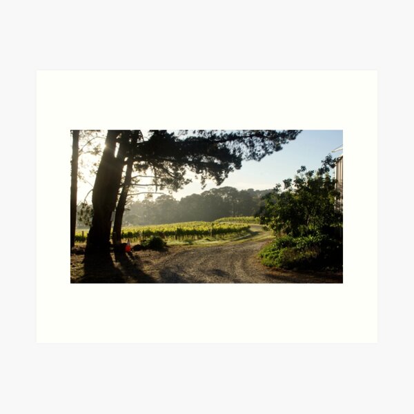 Affordable art for home, affordable art for walls, affordable art for living room affordable art for sale, affordable art for bathroom, affordable artwork for home, affordable artwork for apartment, reasonably priced art, reasonably priced wall art, where to buy reasonably priced artwork, Australian artists art for sale, Australian artist prints for sale, where to buy art from artists, where to buy art online Australia, Australian art for sale online, Adelaide Hills Wine Region, Vineyard, Vineyard view, Avril Thomas, Magpie Springs, Fleurieu peninsula art,