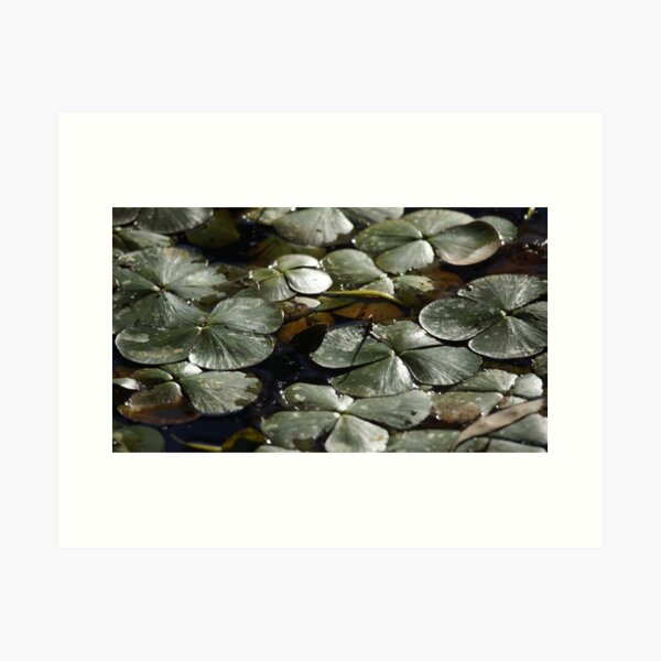 Original art for sale Adelaide, Adelaide art for sale online, Adelaide art for sale cheap, Art prints Adelaide, Wall art Adelaide, Framed prints Adelaide, Adelaide Artists, Picture shops Adelaide, Original art for sale Adelaide south, Original art for sale Adelaide cheap, Art Galleries Adelaide, Art for sale Adelaide, Adelaide Artists, Wall art shops Adelaide, picture shops Adelaide, House of prints Adelaide, Art Prints Adelaide, Avril Thomas, Magpie Springs, Photos of the Fleurieu Peninsula, photos of the Fleurieu Peninsula for sale, Fleurieu peninsula artists, Fleurieu artists, Fleurieu peninsula art for sale, Shop Fleurieu Peninsula, Prints, Fine art prints of Fleurieu Peninsula, Fleurieu Peninsula Artworks for Sale, buy art online, buy art prints, buy art prints Australia, buy art prints Melbourne, buy art prints Sydney, buy art Adelaide, buy art prints online Australia, Wall art Adelaide cheap, wall art Adelaide, Redbubble, Redbubble artist, Redbubble Shop, Australian native flora, Australian native plant,