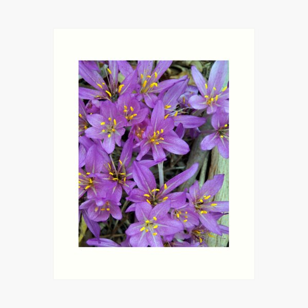 Original art for sale Adelaide, Adelaide art for sale online, Adelaide art for sale cheap, Art prints Adelaide, Wall art Adelaide, Framed prints Adelaide, Adelaide Artists, Picture shops Adelaide, Original art for sale Adelaide south, Original art for sale Adelaide cheap, Art Galleries Adelaide, Art for sale Adelaide, Adelaide Artists, Wall art shops Adelaide, picture shops Adelaide, House of prints Adelaide, Art Prints Adelaide, Avril Thomas, Magpie Springs, Photos of the Fleurieu Peninsula, photos of the Fleurieu Peninsula for sale, Fleurieu peninsula artists, Fleurieu artists, Fleurieu peninsula art for sale, Shop Fleurieu Peninsula, Prints, Fine art prints of Fleurieu Peninsula, Fleurieu Peninsula Artworks for Sale, buy art online, buy art prints, buy art prints Australia, buy art prints Melbourne, buy art prints Sydney, buy art Adelaide, buy art prints online Australia, Wall art Adelaide cheap, wall art Adelaide, Redbubble, Redbubble artist, Redbubble Shop,